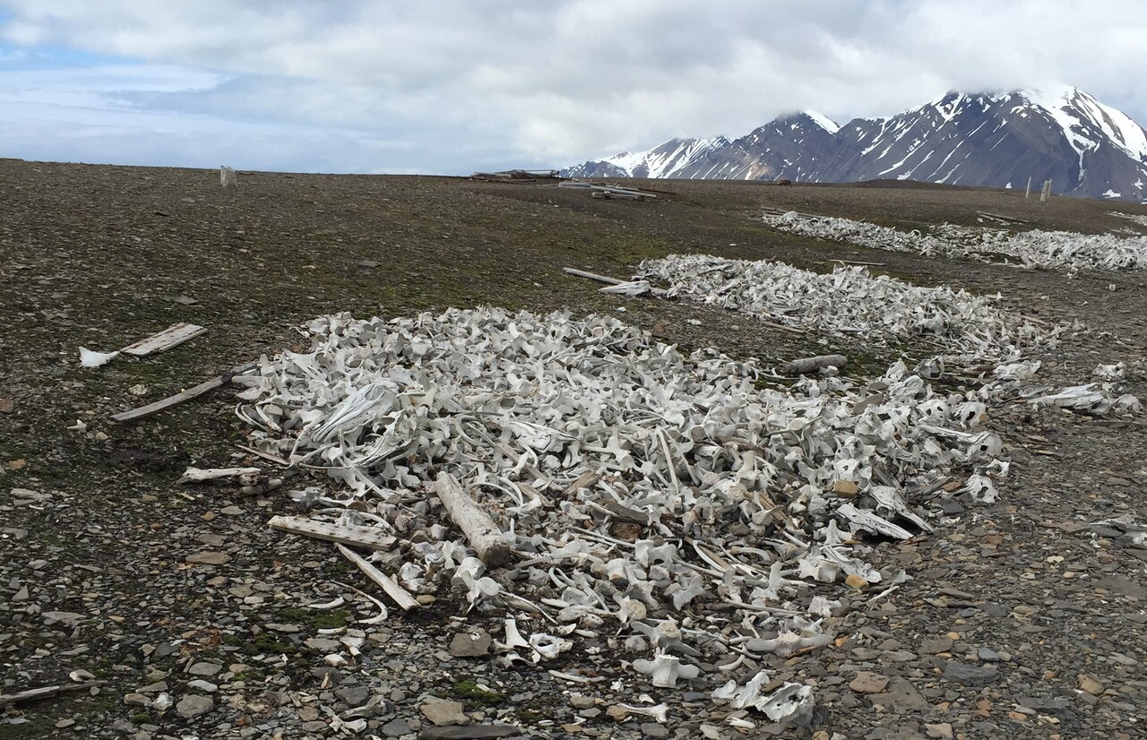 Reeves-Piles-of-beluga-bones.JPG